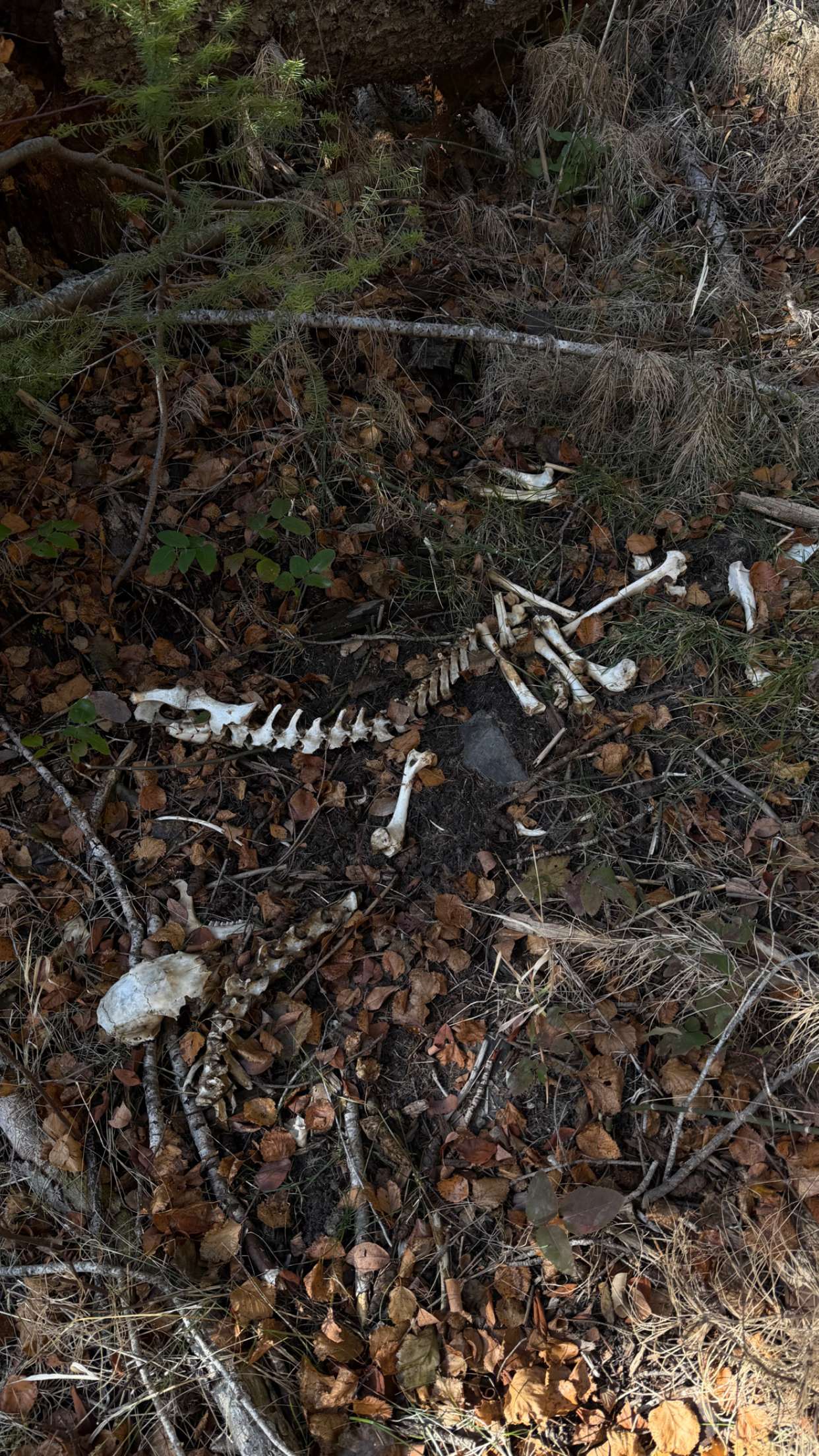 realhaylujan snapchat image archive image