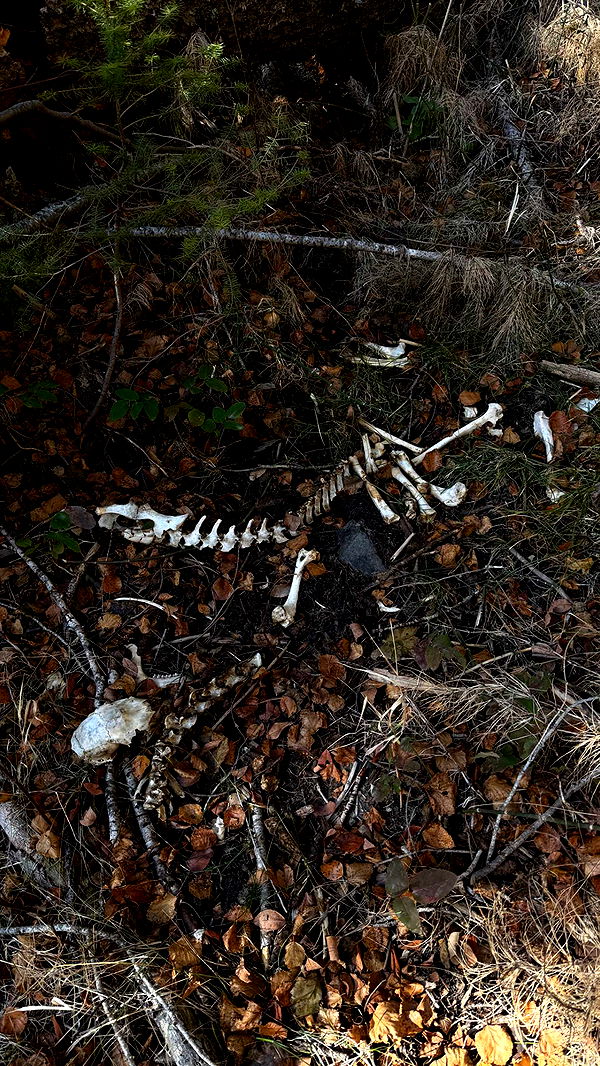 realhaylujan image ~ Altpins