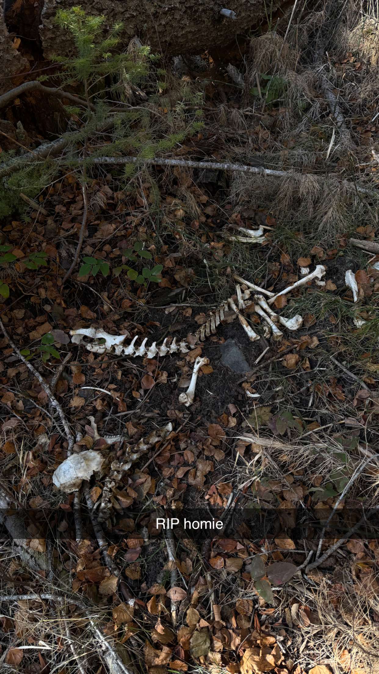 realhaylujan snapchat image archive image