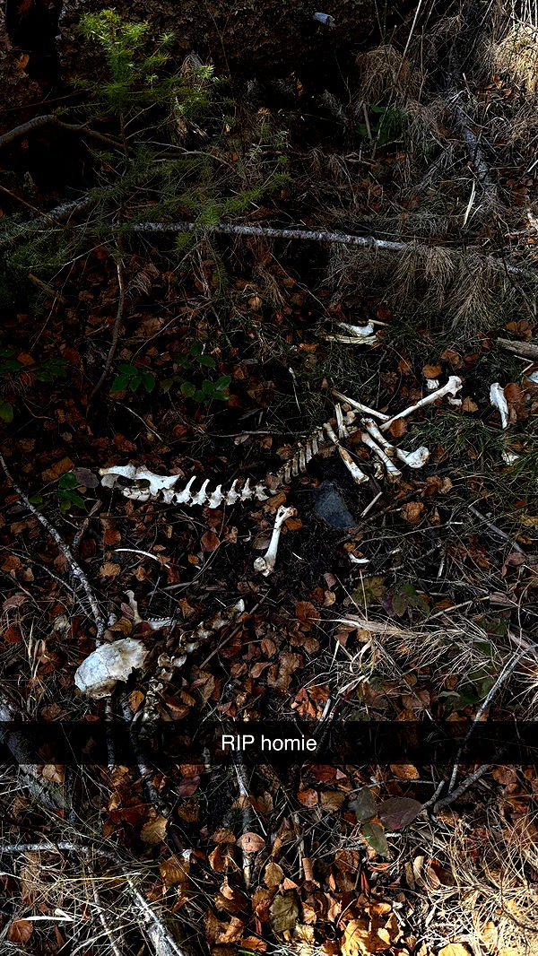 realhaylujan image ~ Altpins