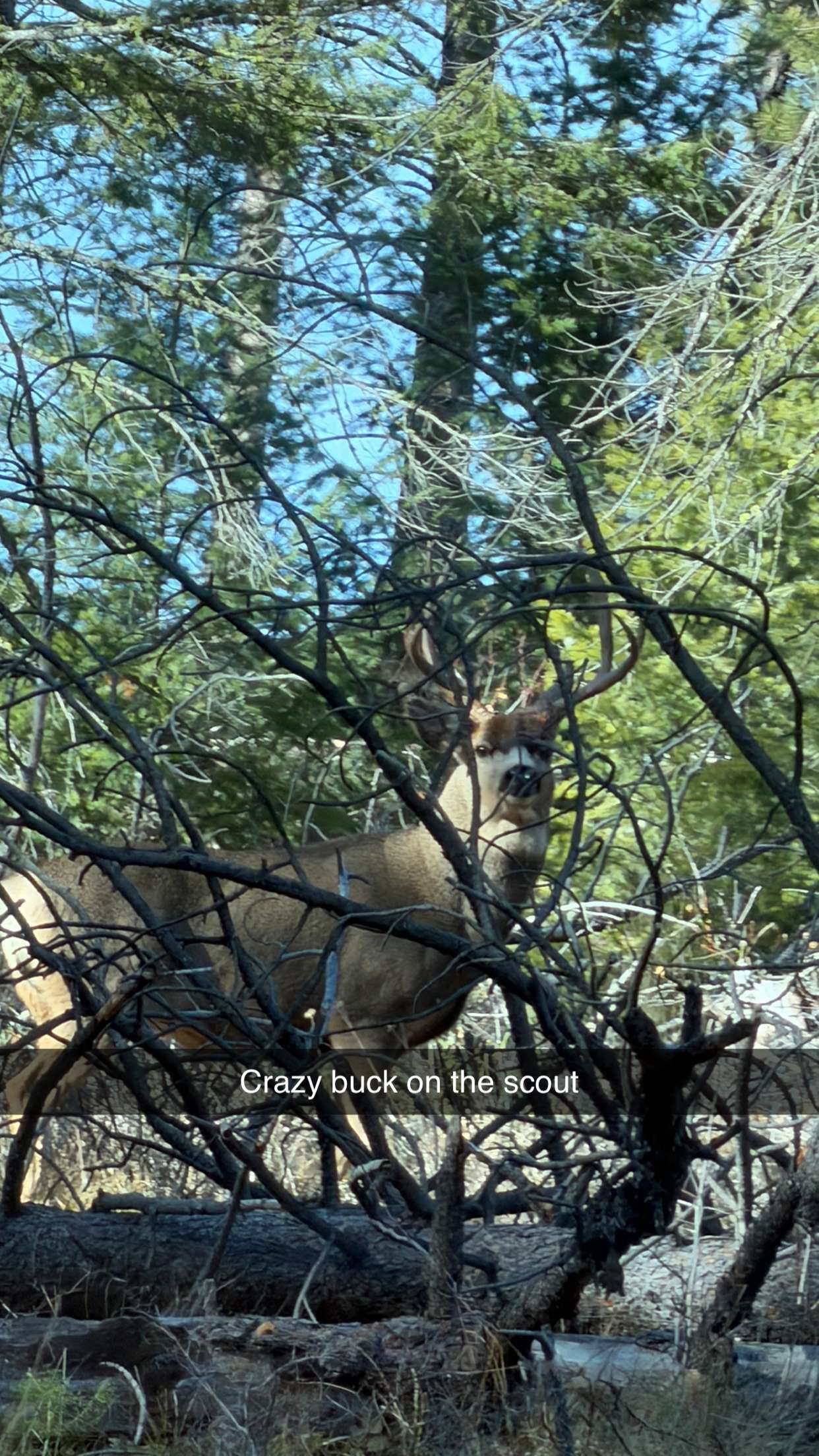 realhaylujan snapchat image archive image