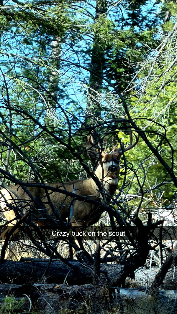 realhaylujan image ~ Altpins