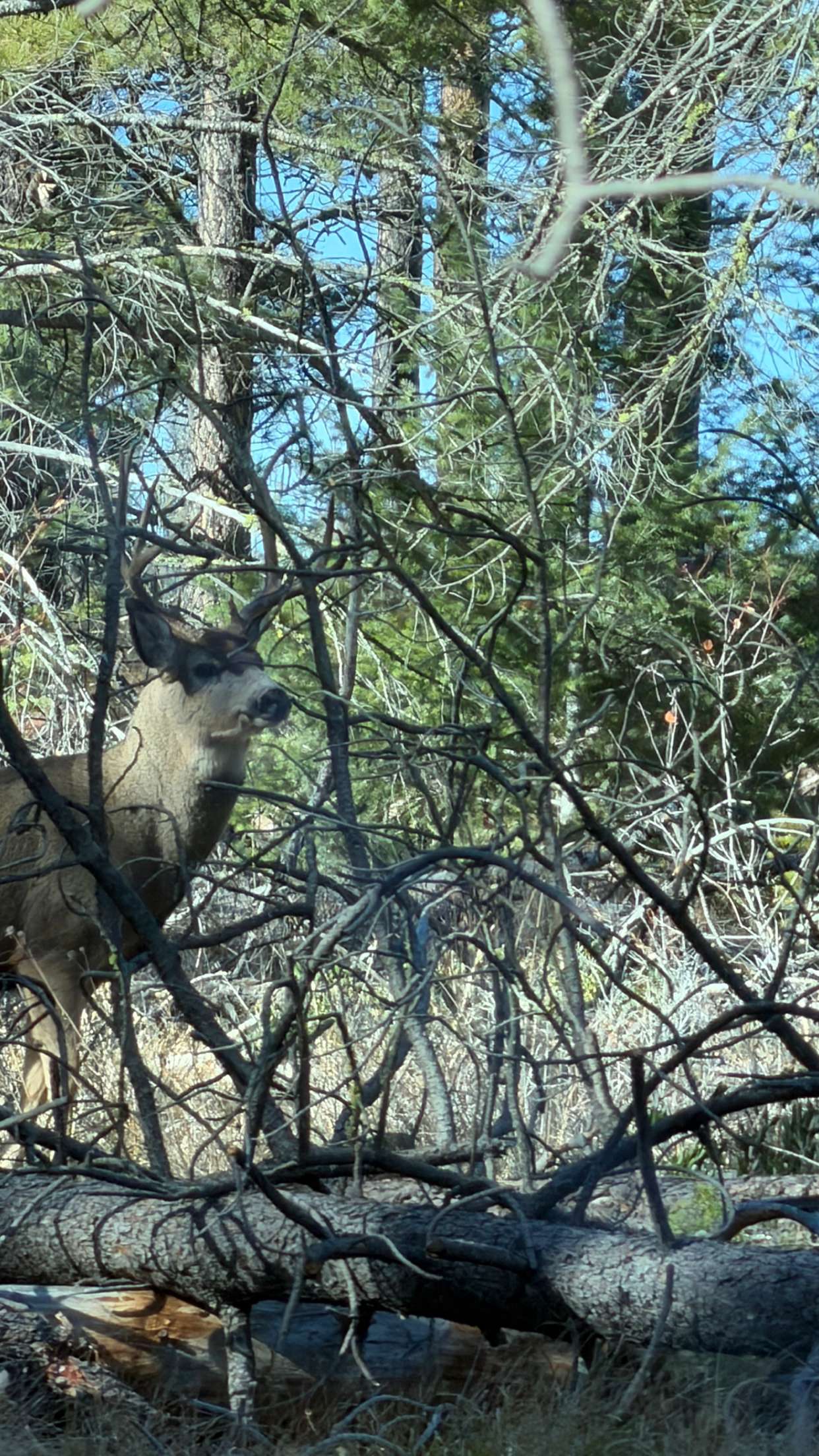 realhaylujan snapchat image archive image