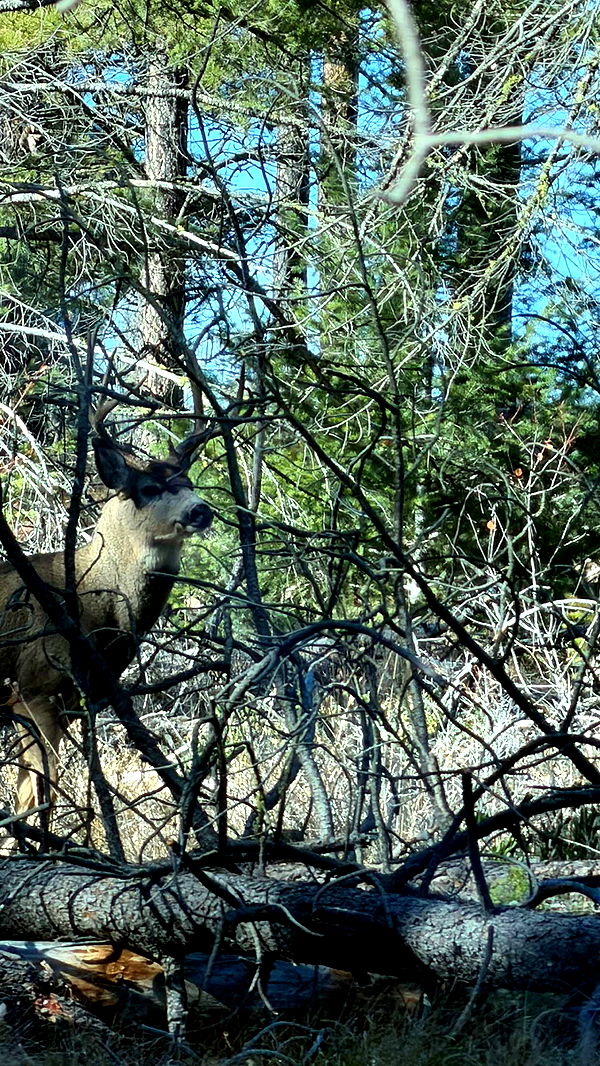 realhaylujan image ~ Altpins