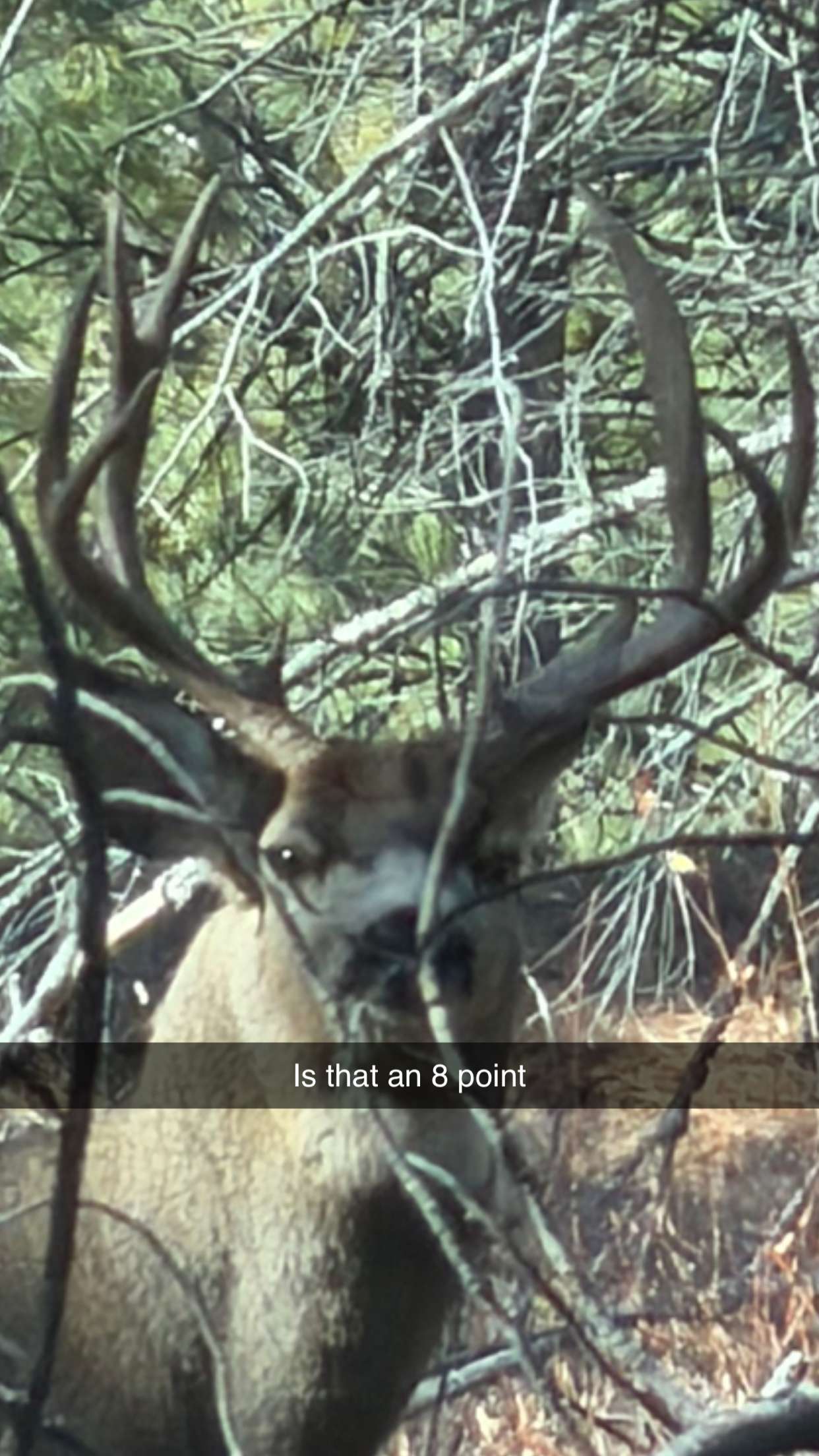 realhaylujan snapchat image archive image