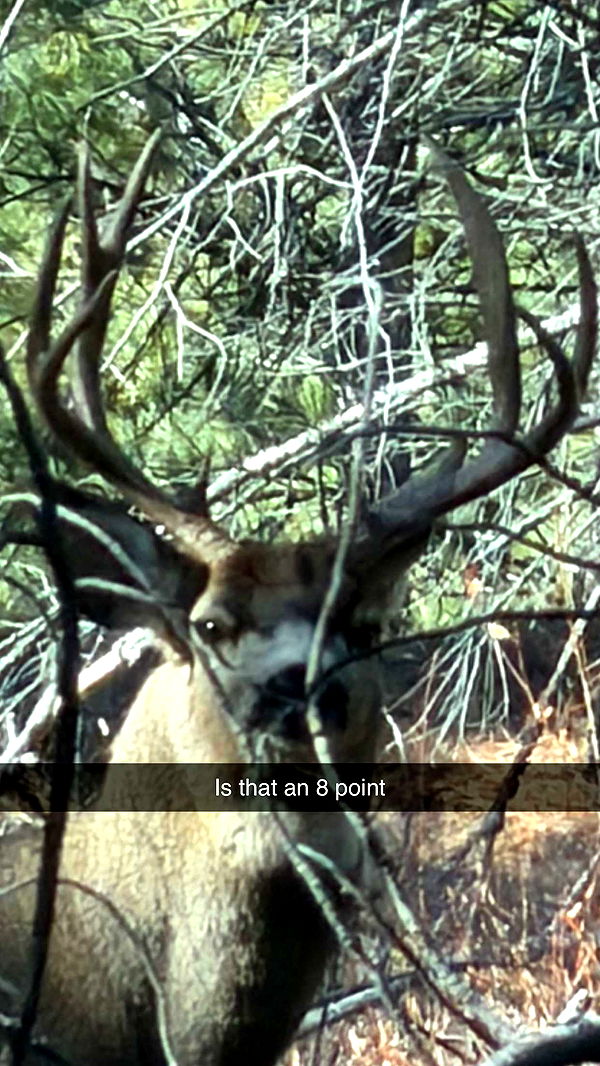 realhaylujan image ~ Altpins