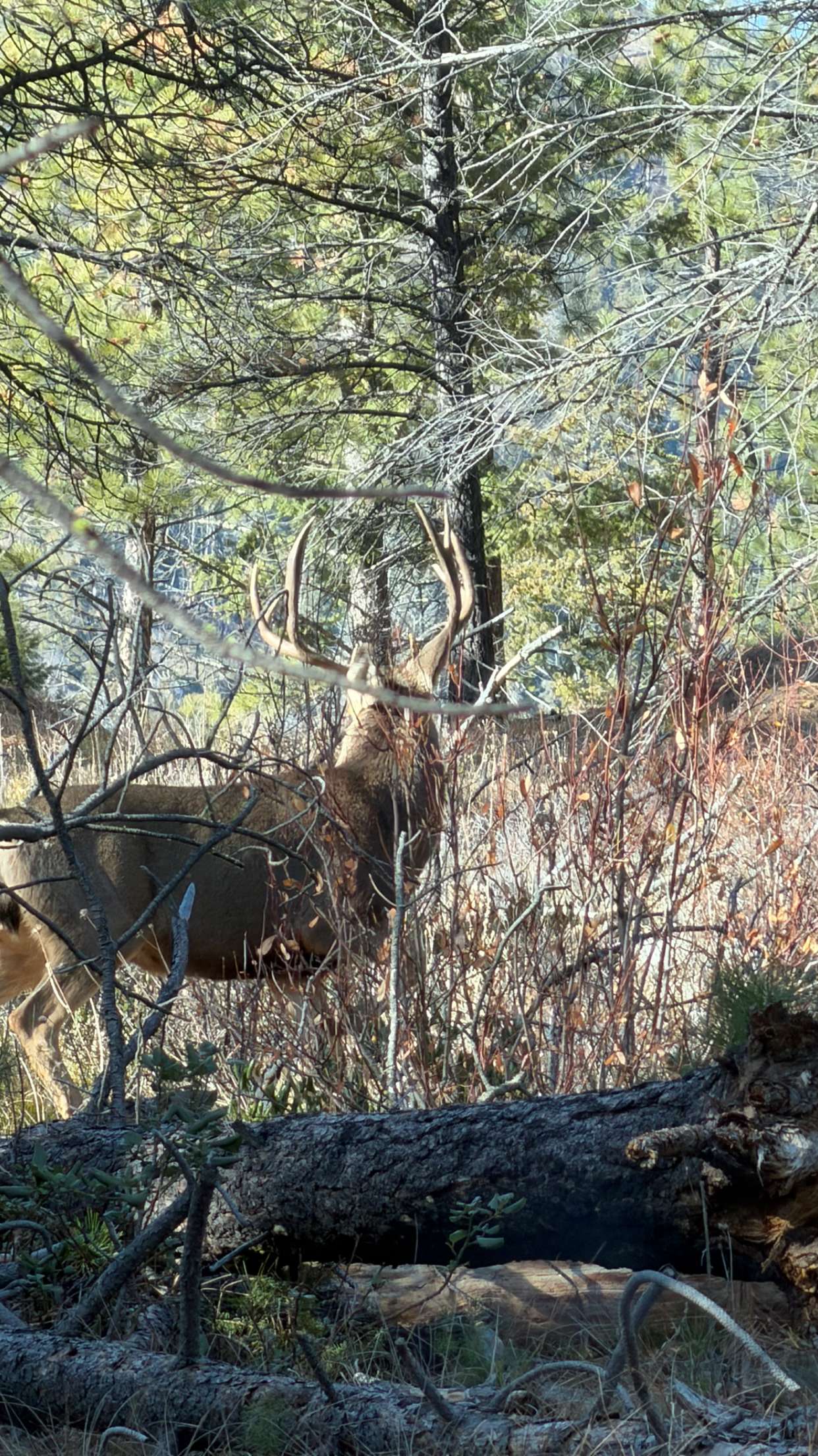 realhaylujan snapchat image archive image