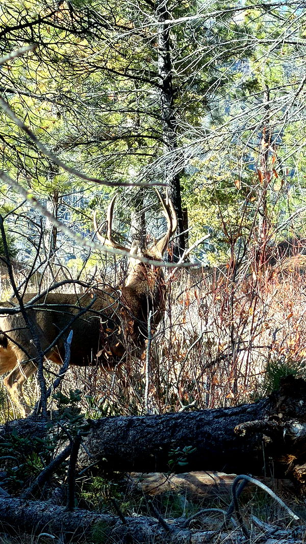 realhaylujan image ~ Altpins