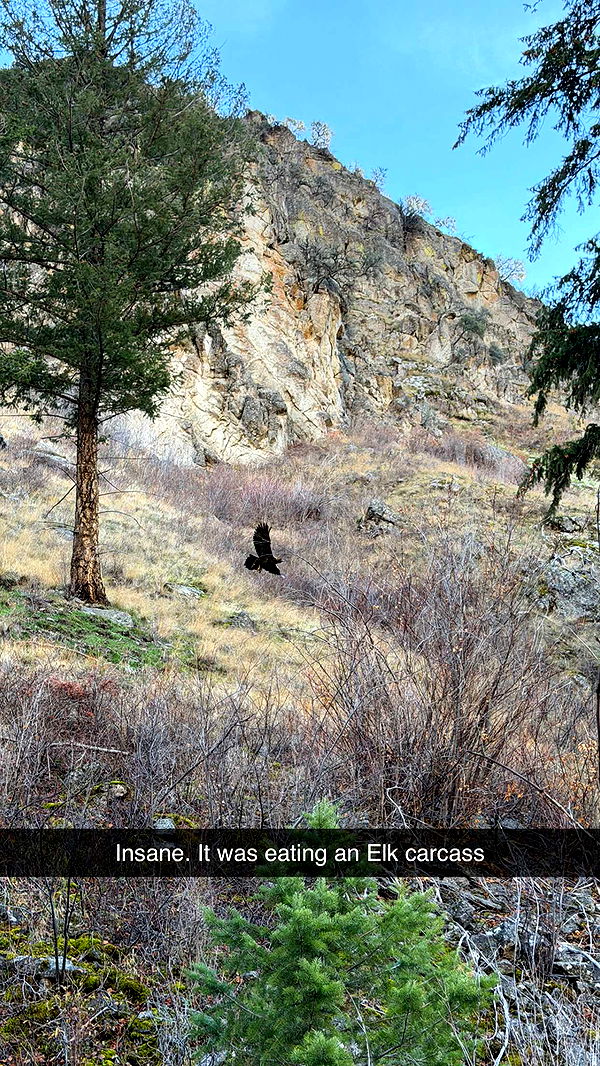 realhaylujan image ~ Altpins