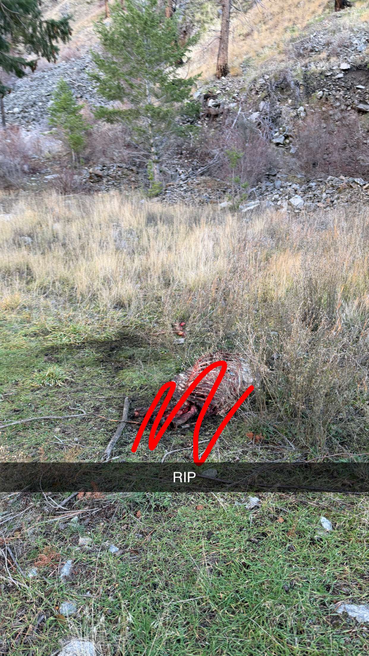 realhaylujan snapchat image archive image