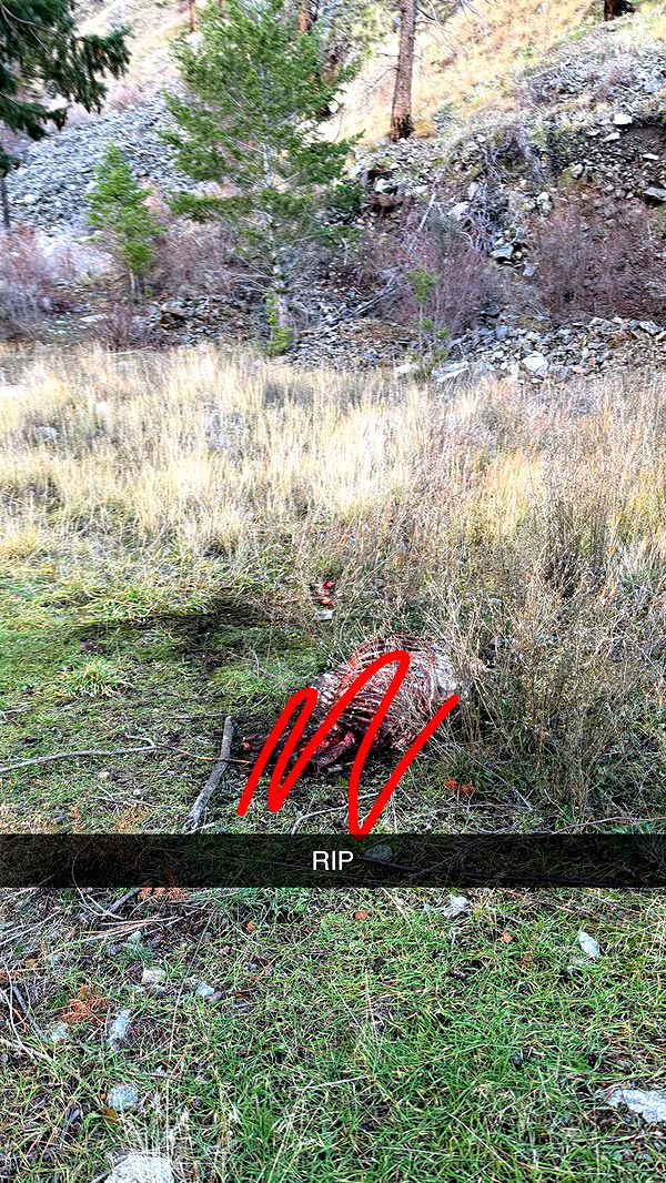 realhaylujan image ~ Altpins