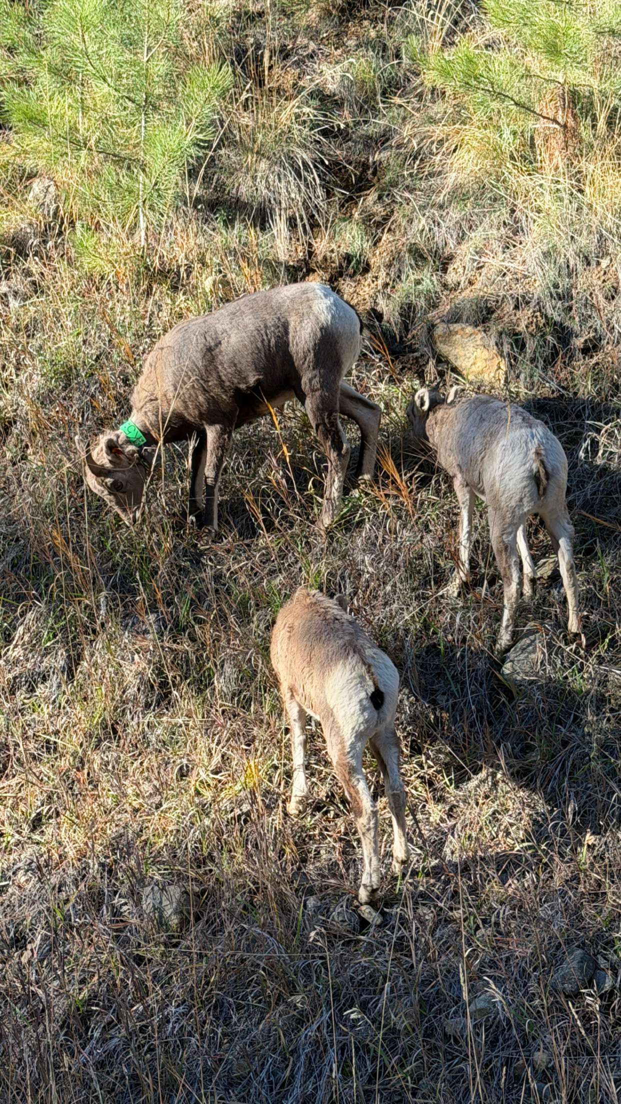 realhaylujan snapchat image archive image