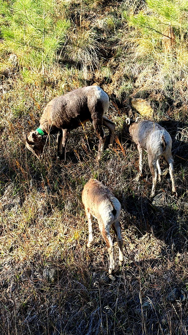 realhaylujan image ~ Altpins