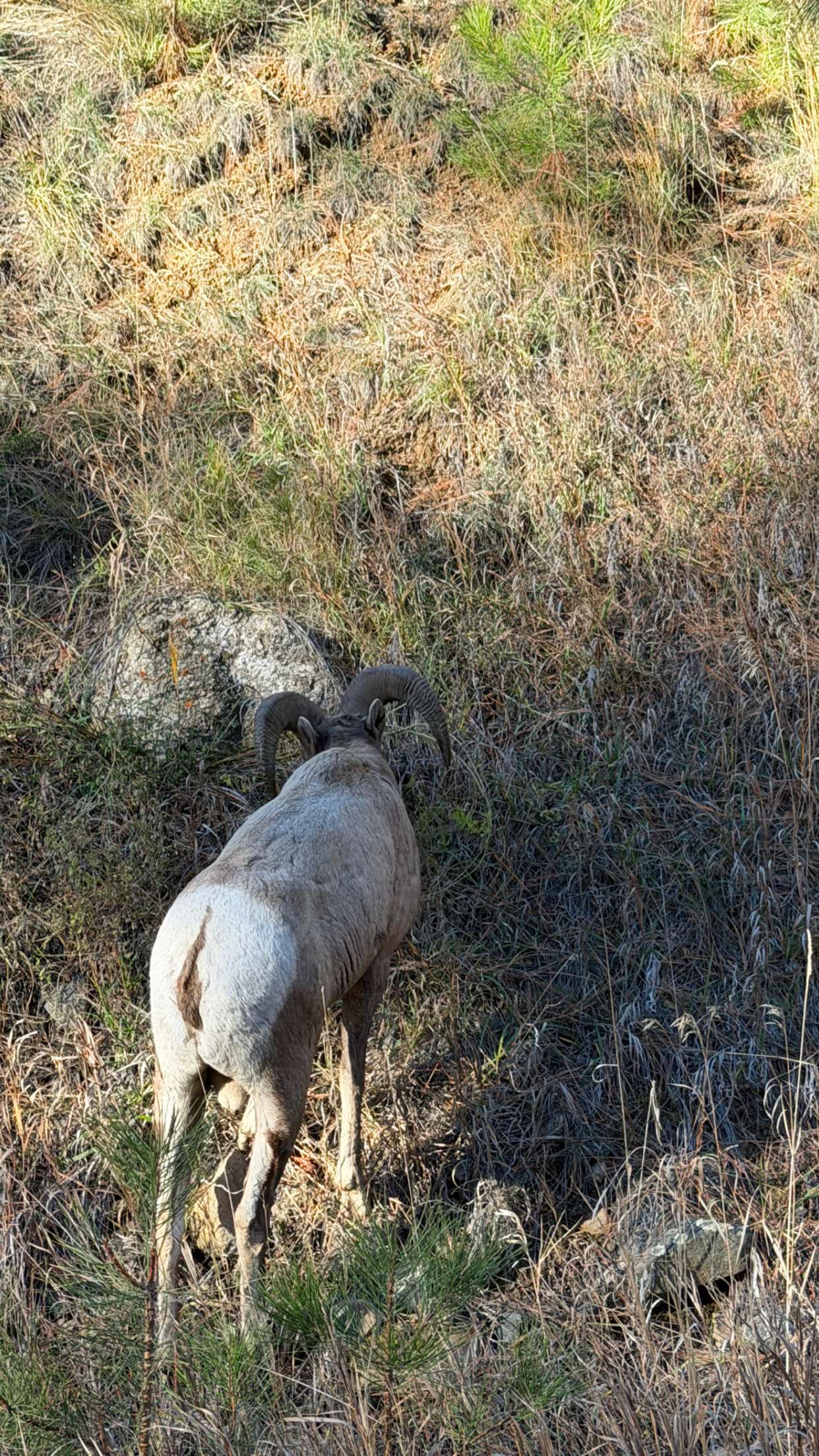 realhaylujan snapchat image archive image