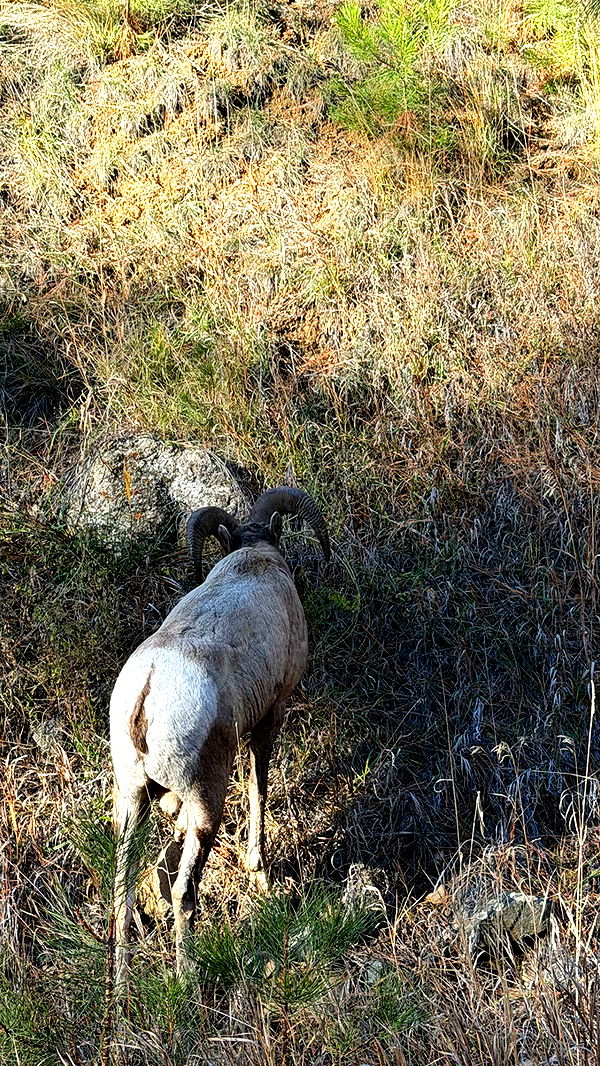 realhaylujan image ~ Altpins