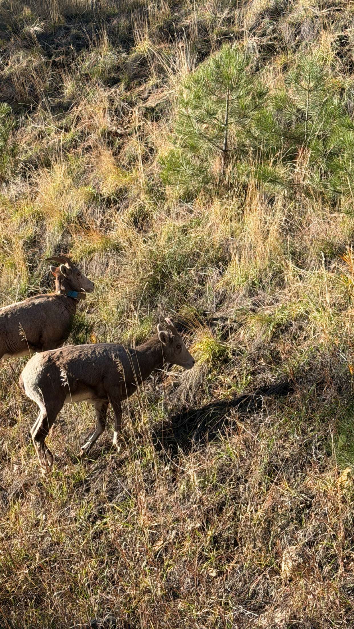 realhaylujan snapchat image archive image