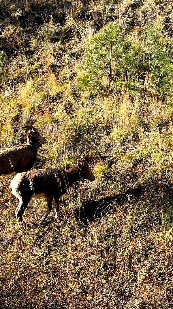 realhaylujan image ~ Altpins