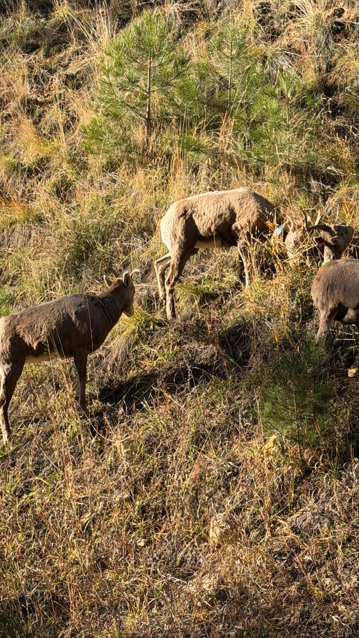 realhaylujan snapchat image archive image