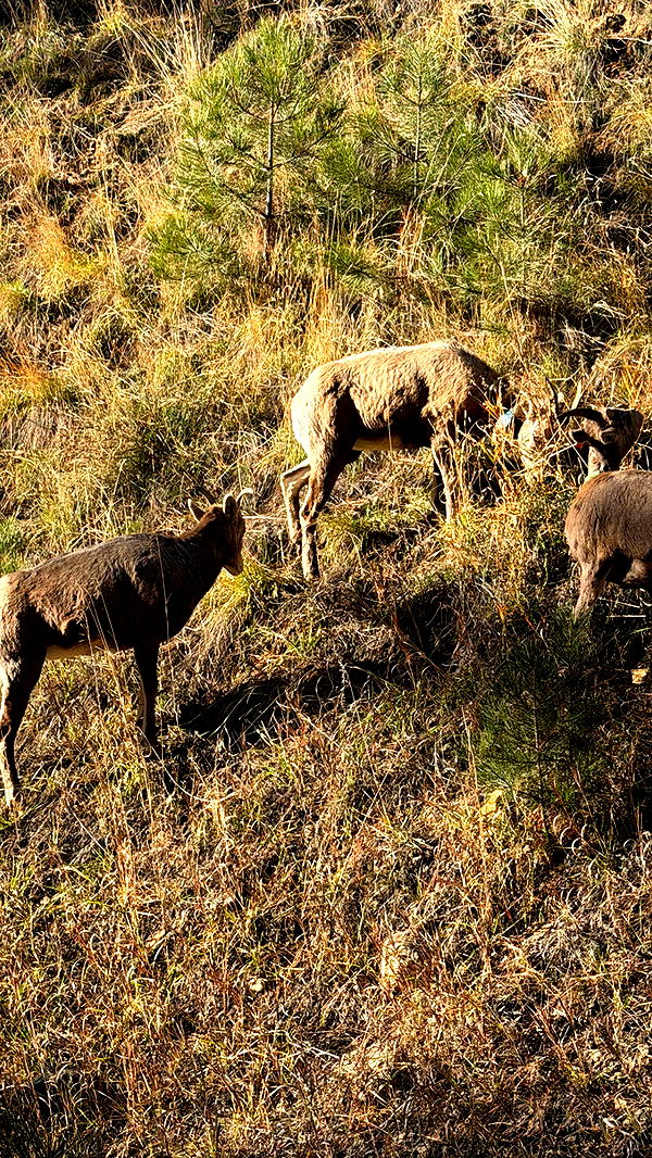 realhaylujan image ~ Altpins