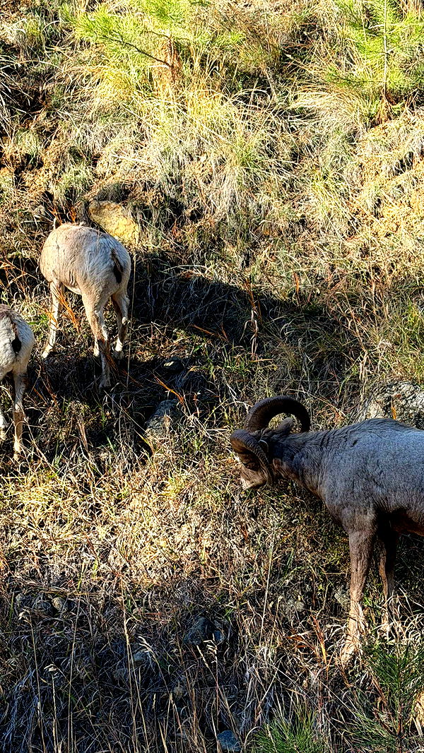 realhaylujan image ~ Altpins