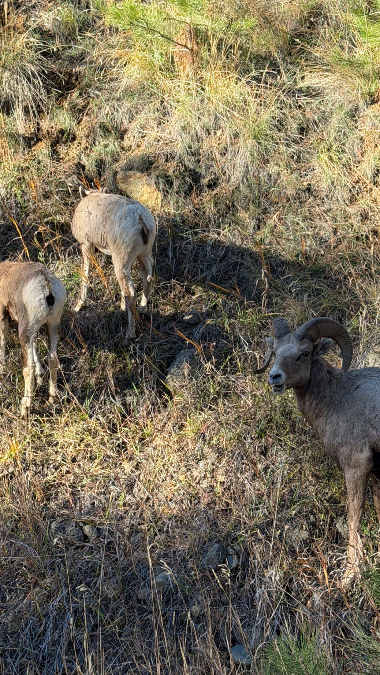 realhaylujan snapchat image archive image