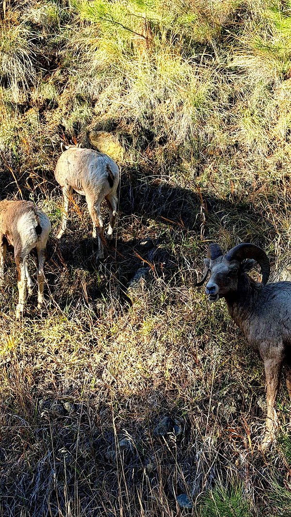 realhaylujan image ~ Altpins