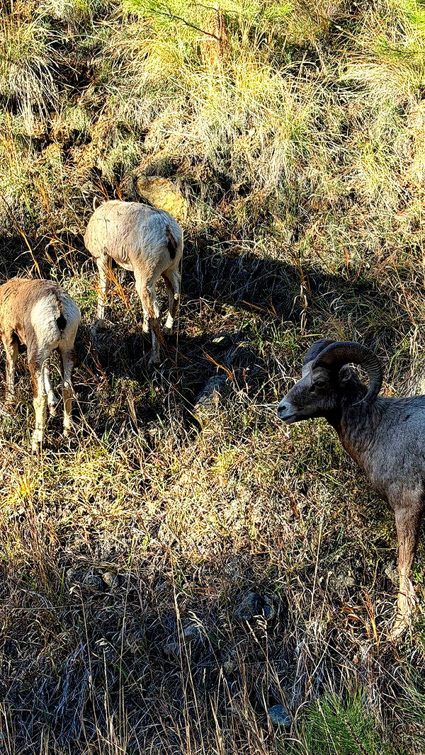 realhaylujan image ~ Altpins