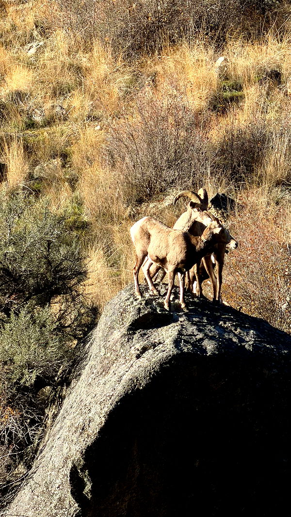 realhaylujan image ~ Altpins