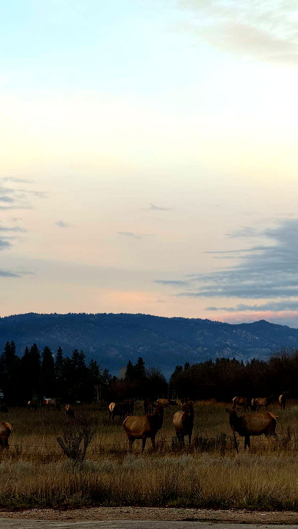 realhaylujan image ~ Altpins