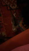 rileyblack2 Altpins Profile Picture