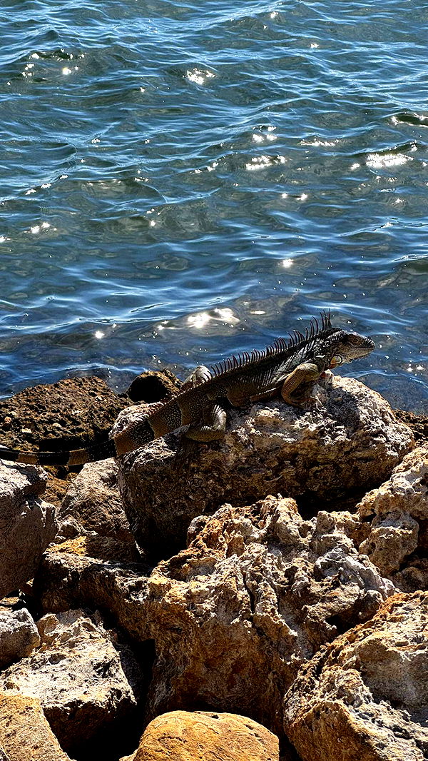 sadie.mckenna image ~ Altpins