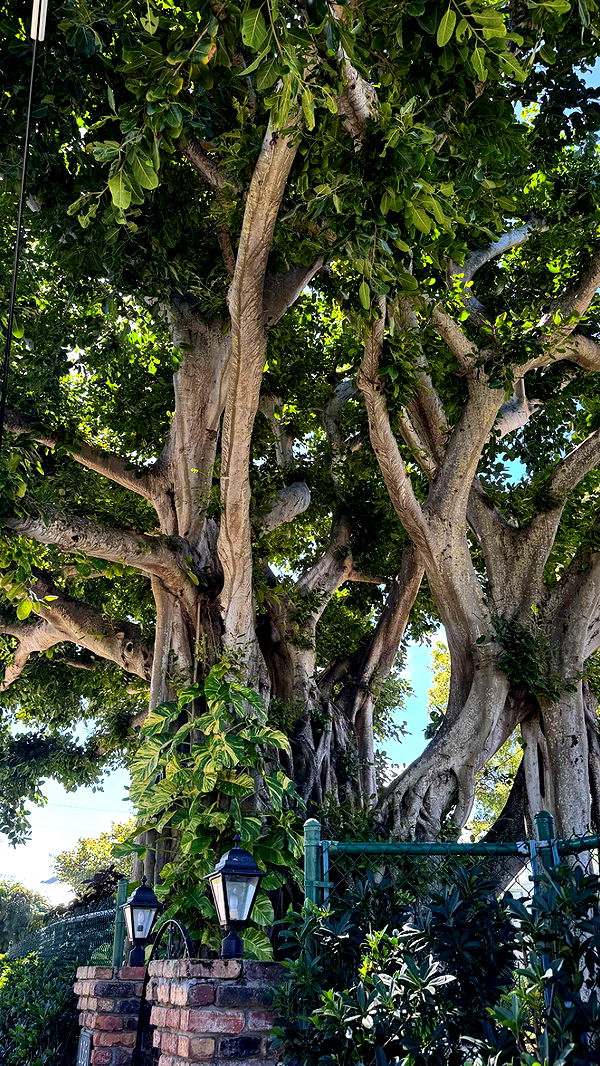 sadie.mckenna image ~ Altpins