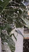 sadie.mckenna Altpins Profile Picture