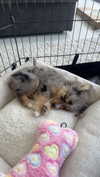sadie.mckenna Altpins Profile Picture