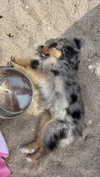 sadie.mckenna Altpins Profile Picture