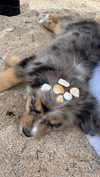 sadie.mckenna Altpins Profile Picture