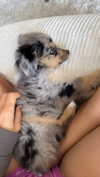 sadie.mckenna Altpins Profile Picture