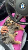 sadie.mckenna Altpins Profile Picture