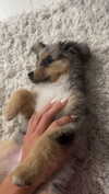 sadie.mckenna Altpins Profile Picture