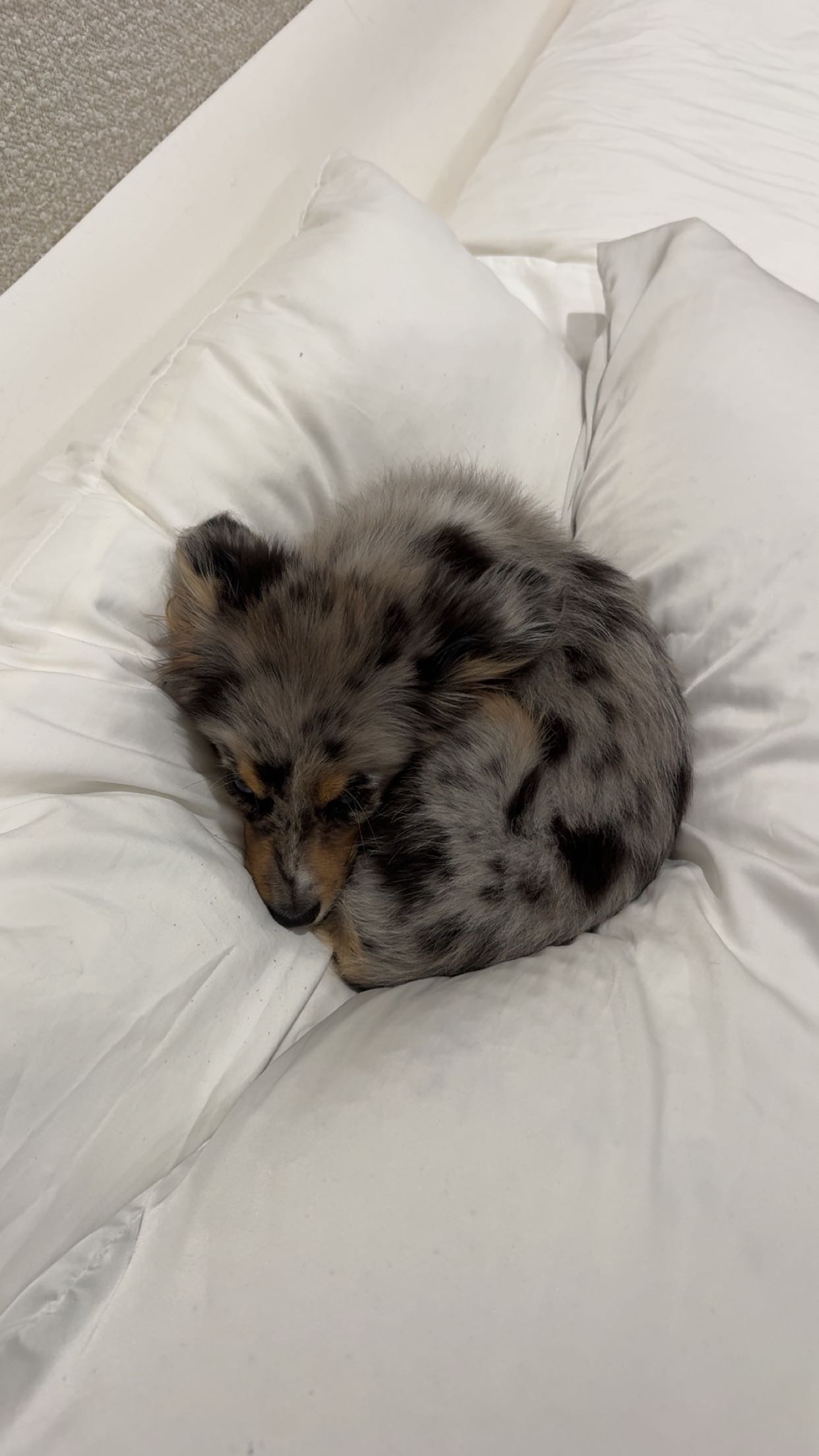 sadie.mckenna snapchat image archive image