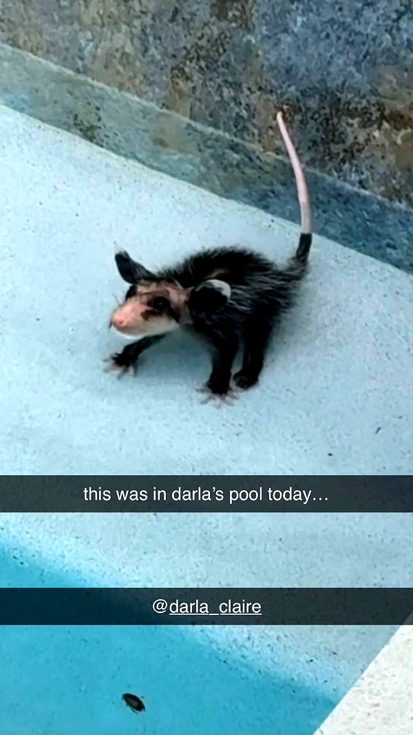 sadie.mckenna image ~ Altpins