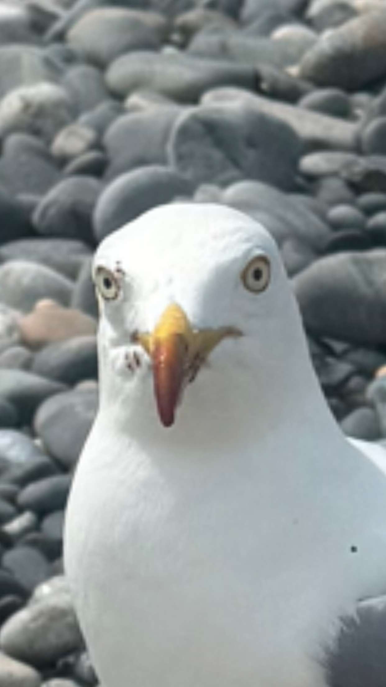 sadie.mckenna snapchat image archive image