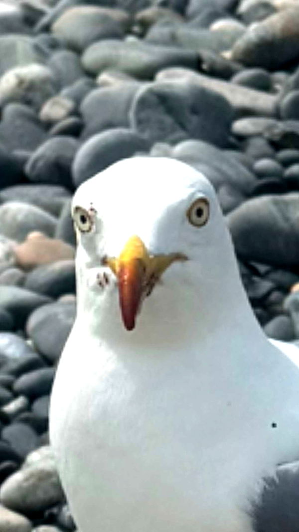 sadie.mckenna image ~ Altpins