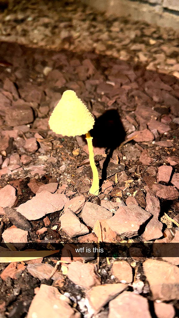 sadie.mckenna image ~ Altpins