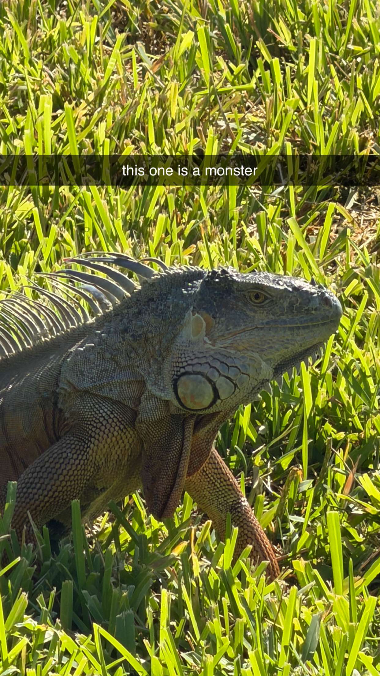 sadie.mckenna snapchat image archive image