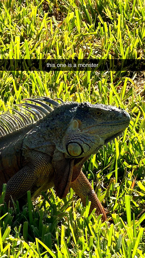 sadie.mckenna image ~ Altpins