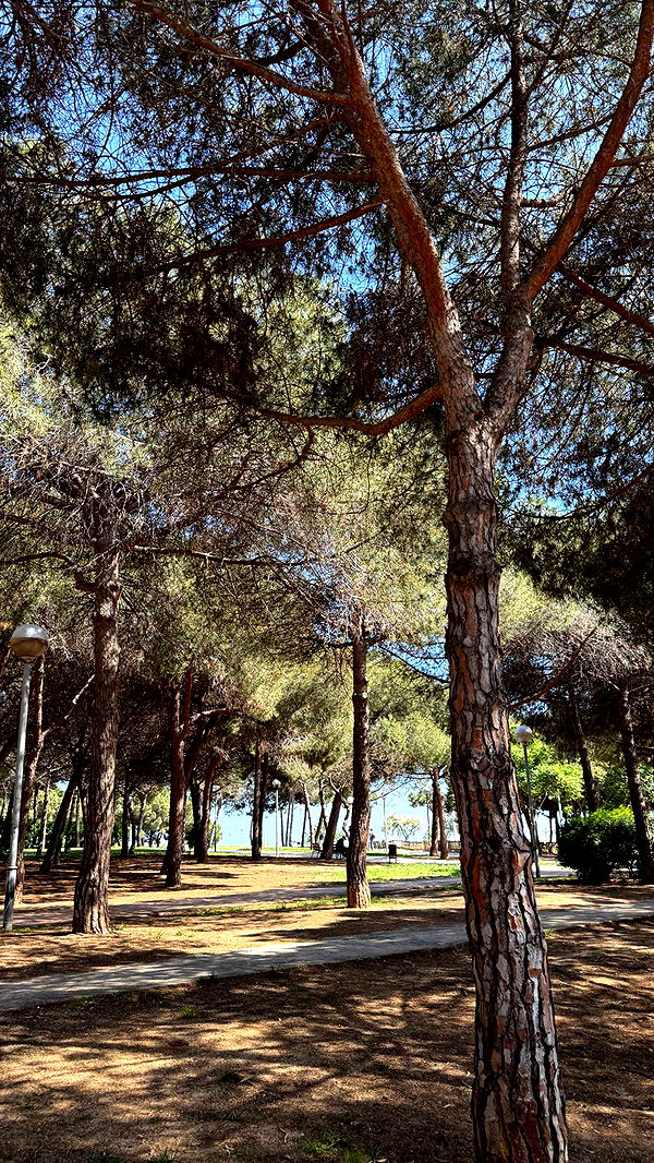 samantrasunny image ~ Altpins