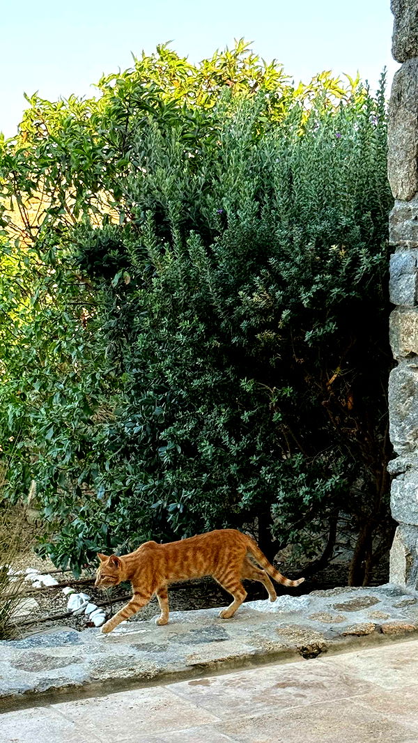 samantrasunny image ~ Altpins