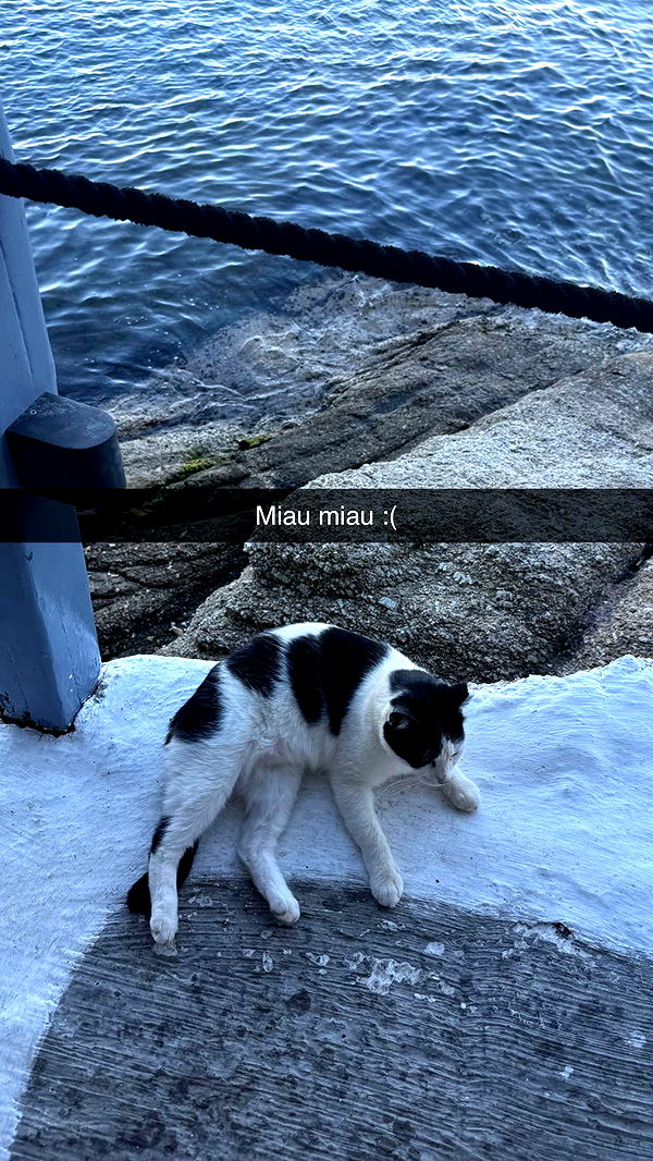 samantrasunny image ~ Altpins