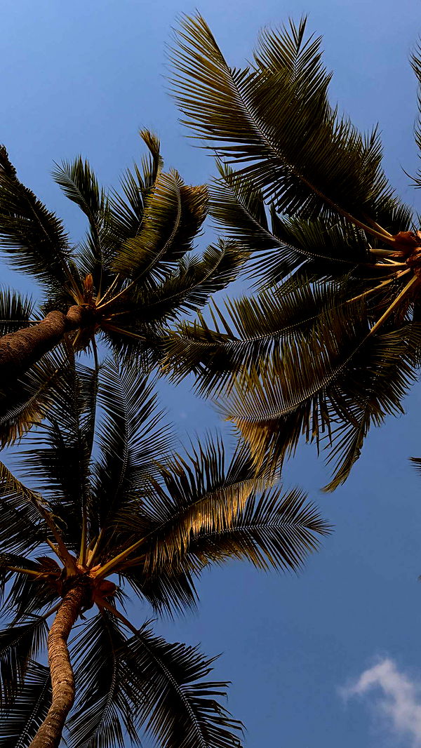 samantrasunny image ~ Altpins